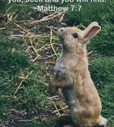 image of rabbit begging